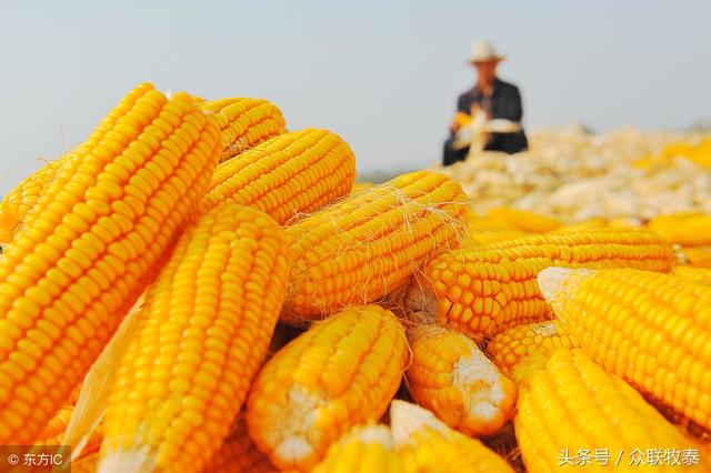 滑县玉米价格动态分析与市场趋势预测