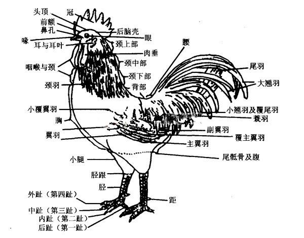 今晚必开一肖四不像图｜深度解答解释定义